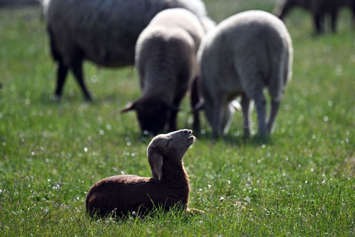 Schafe weiden am Rheinufer - Wetter im Westen