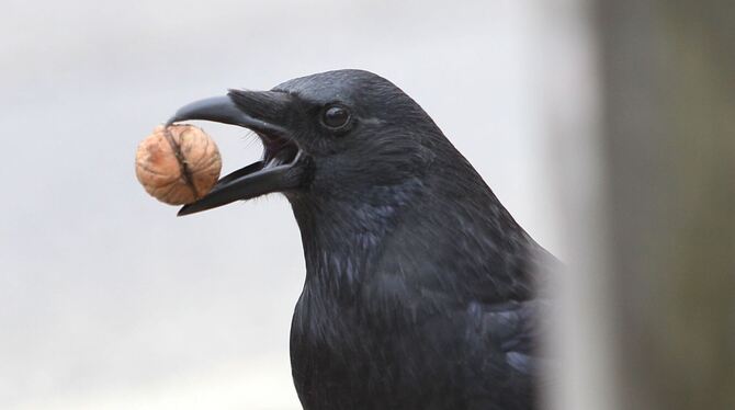 So kommt die Rabenkrähe an die Nuss