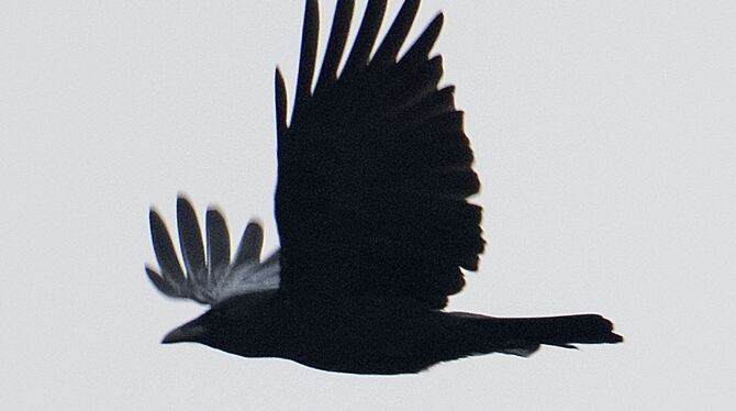 Rabenkrähen in Niedersachsen