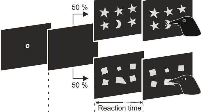 Krähen erkennen Formen
