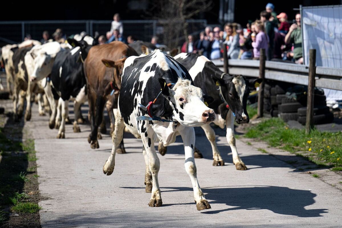 Weideaustrieb eröffnet Weidesaison