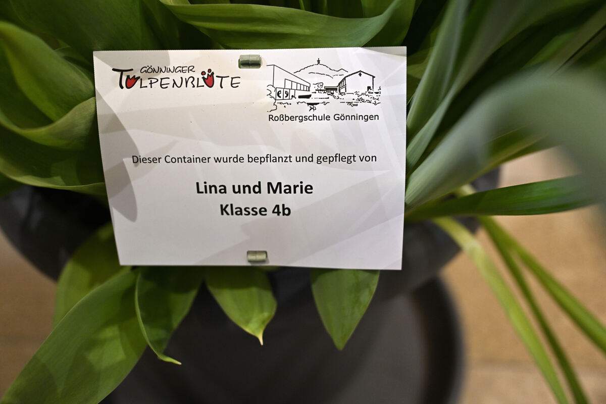 tulpenbluete_goenningen_13_04_pieth_11