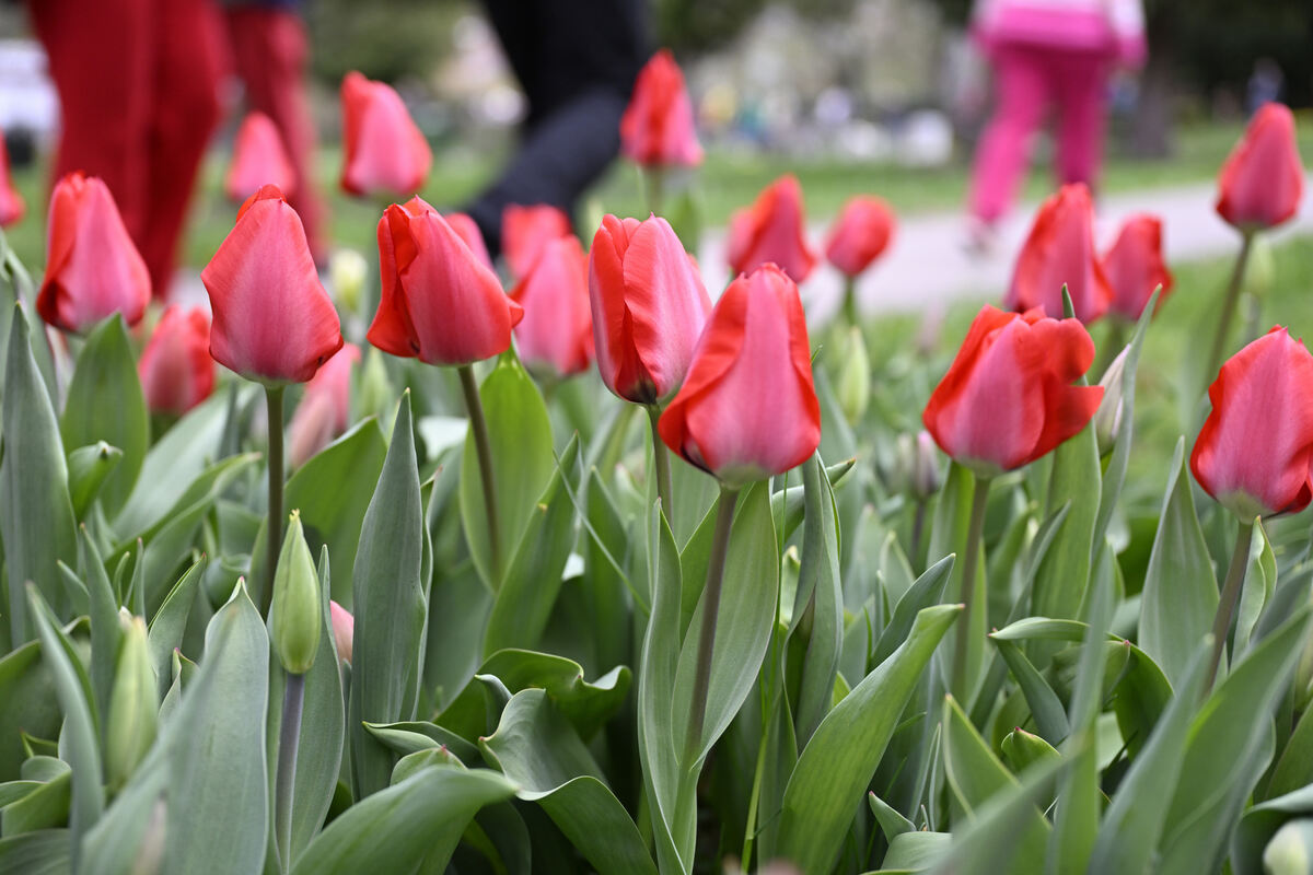 tulpenbluete_goenningen_13_04_pieth_29