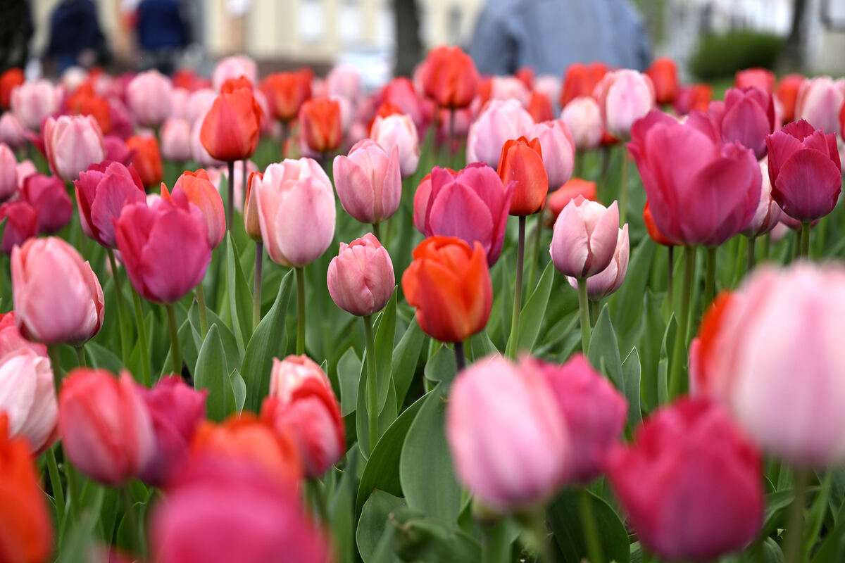 tulpenbluete_goenningen_13_04_pieth_43