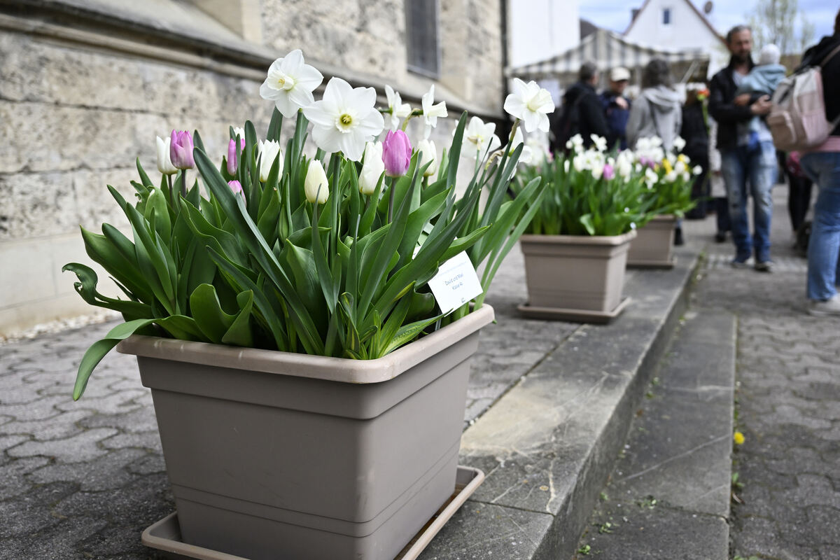 tulpenbluete_goenningen_13_04_pieth_47