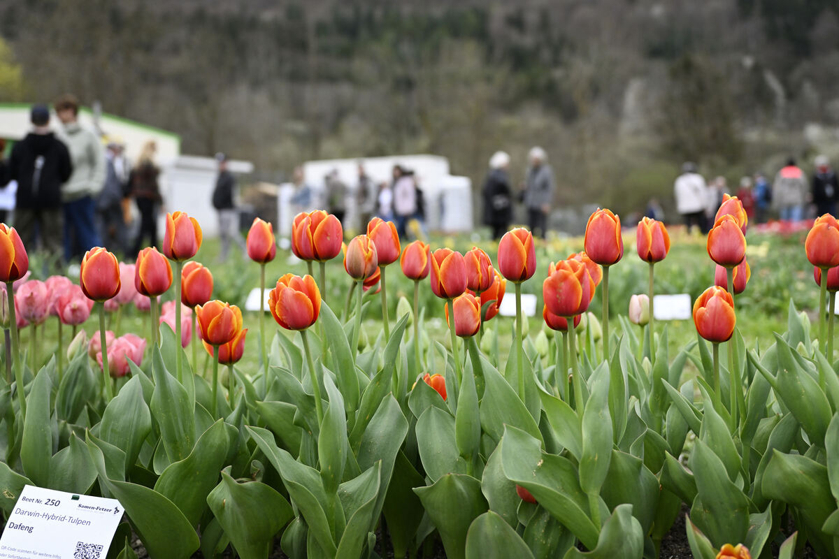 tulpenbluete_goenningen_13_04_pieth_49