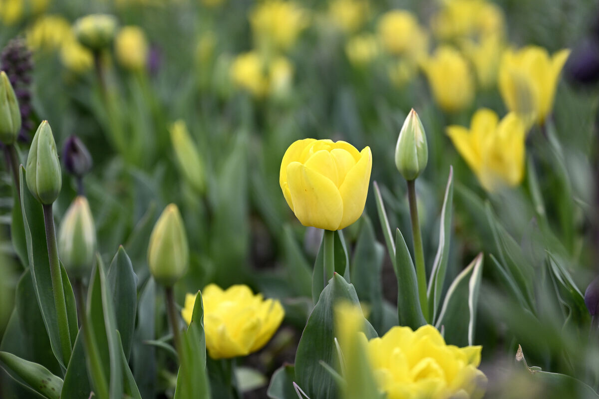 tulpenbluete_goenningen_13_04_pieth_50