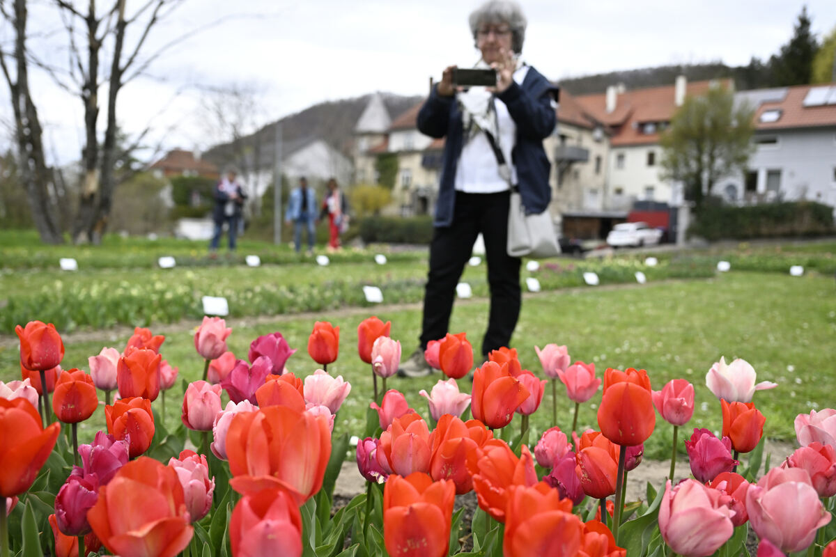 tulpenbluete_goenningen_13_04_pieth_51