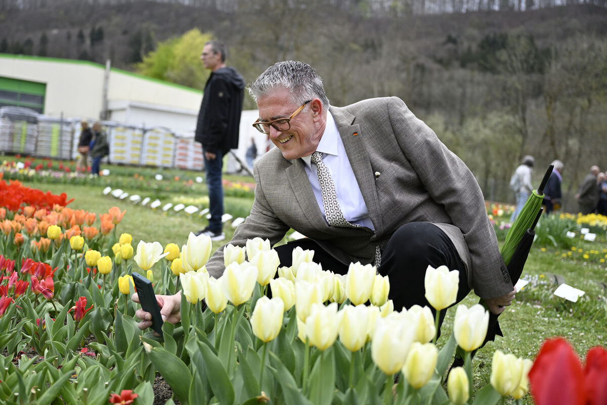 tulpenbluete_goenningen_13_04_pieth_52