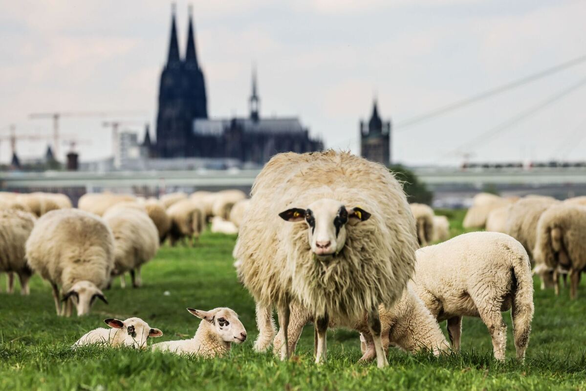 Schafe vor dem Dom in Köln Schafe vor dem Dom in Köln