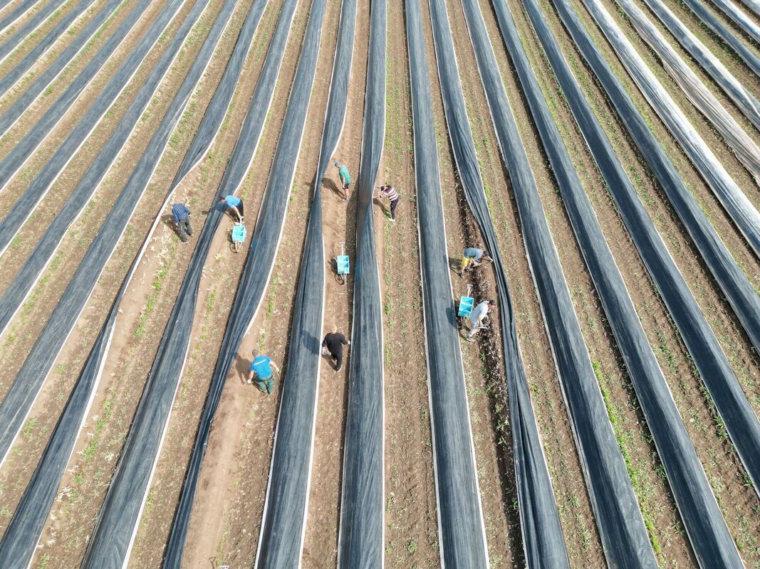 Spargelsaison-Eröffnung in Thüringen Spargelsaison-Eröffnung in Thüringen