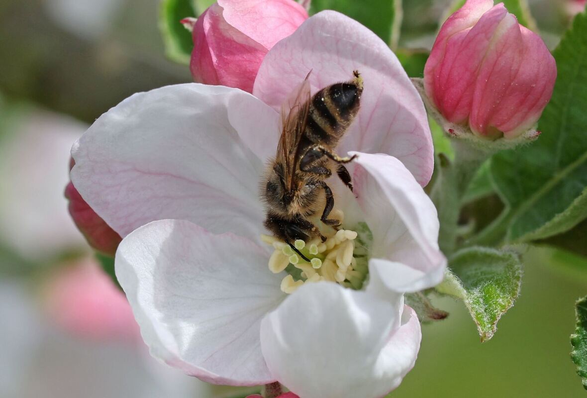 Apfelblüte hat begonnen