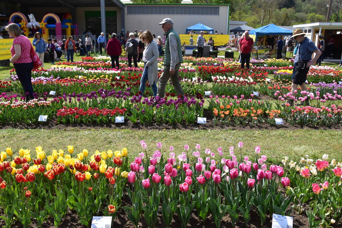2te Tulpenblüte  FOTOJÜRGEN MEYER 27 4 25_21