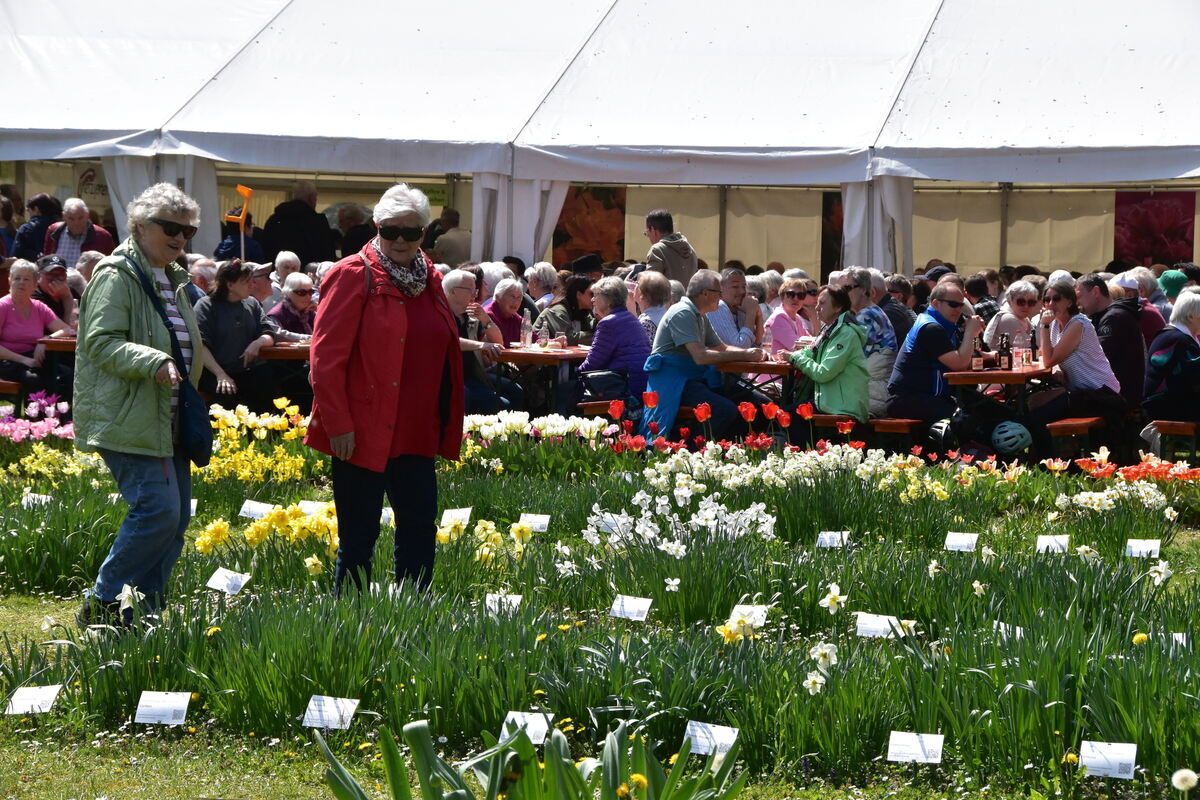 2te Tulpenblüte  FOTOJÜRGEN MEYER 27 4 25_23