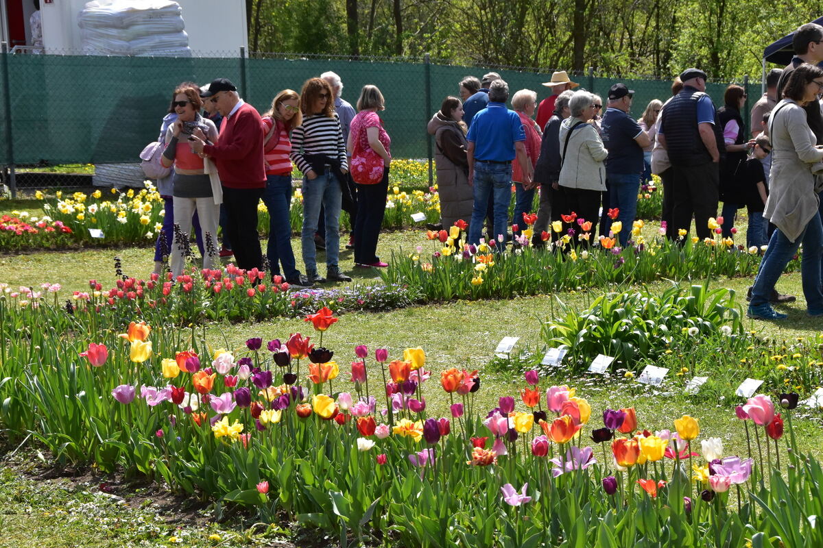 2te Tulpenblüte  FOTOJÜRGEN MEYER 27 4 25_24