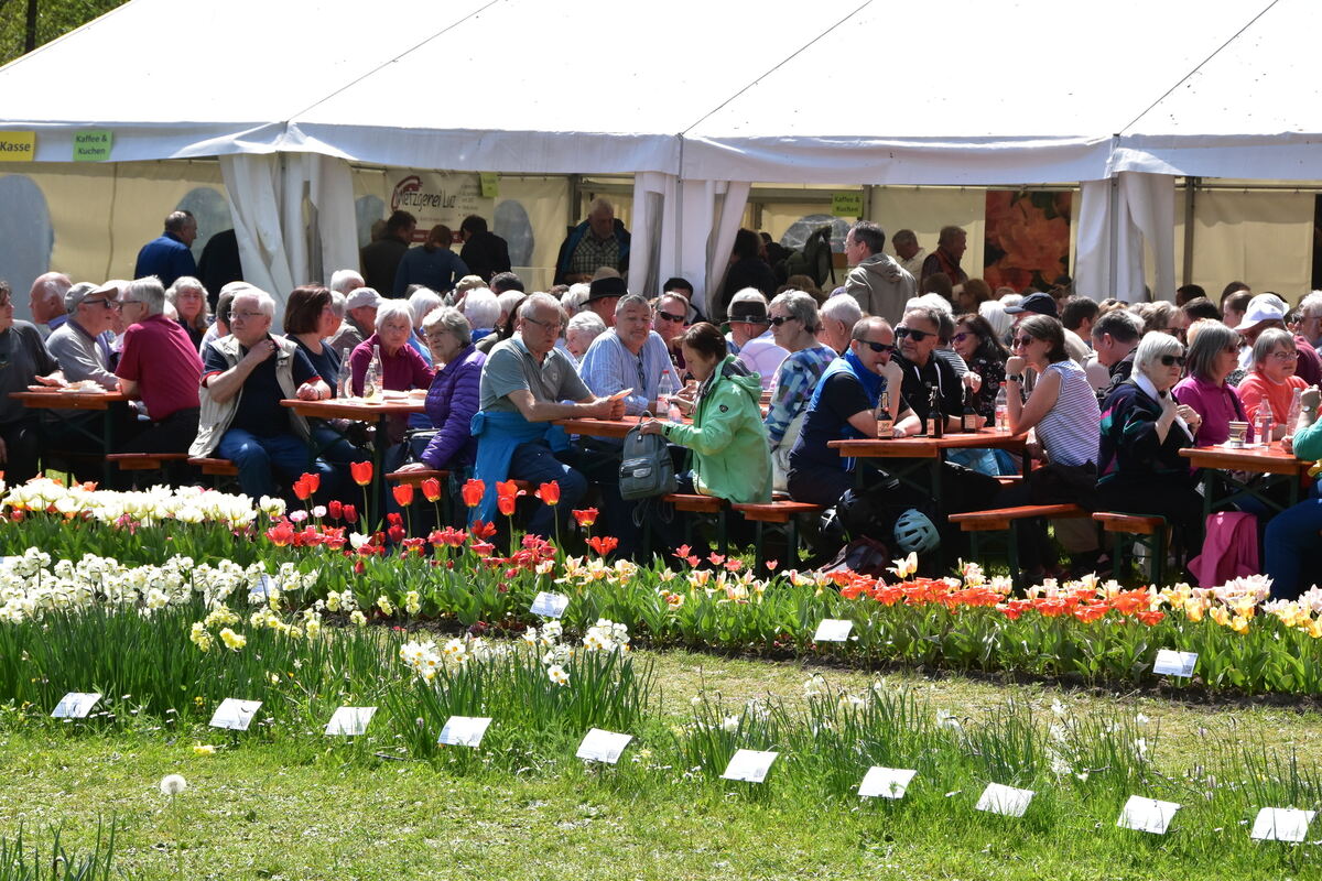 2te Tulpenblüte  FOTOJÜRGEN MEYER 27 4 25_26