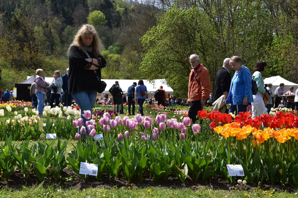 2te Tulpenblüte  FOTOJÜRGEN MEYER 27 4 25_01