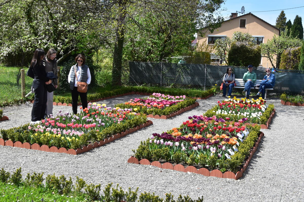 2te Tulpenblüte  FOTOJÜRGEN MEYER 27 4 25_02