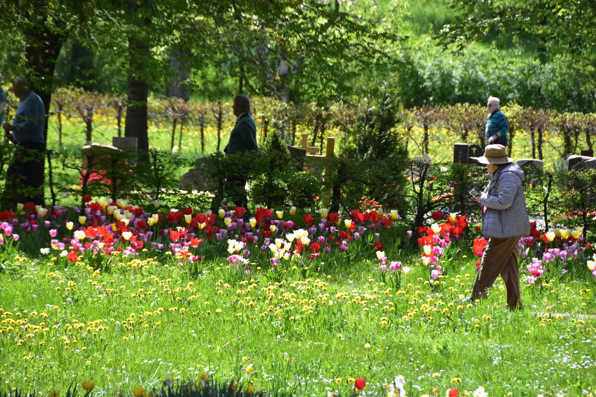 2te Tulpenblüte  FOTOJÜRGEN MEYER 27 4 25_03
