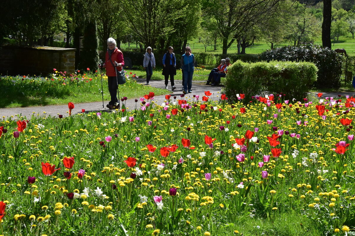 2te Tulpenblüte  FOTOJÜRGEN MEYER 27 4 25_04