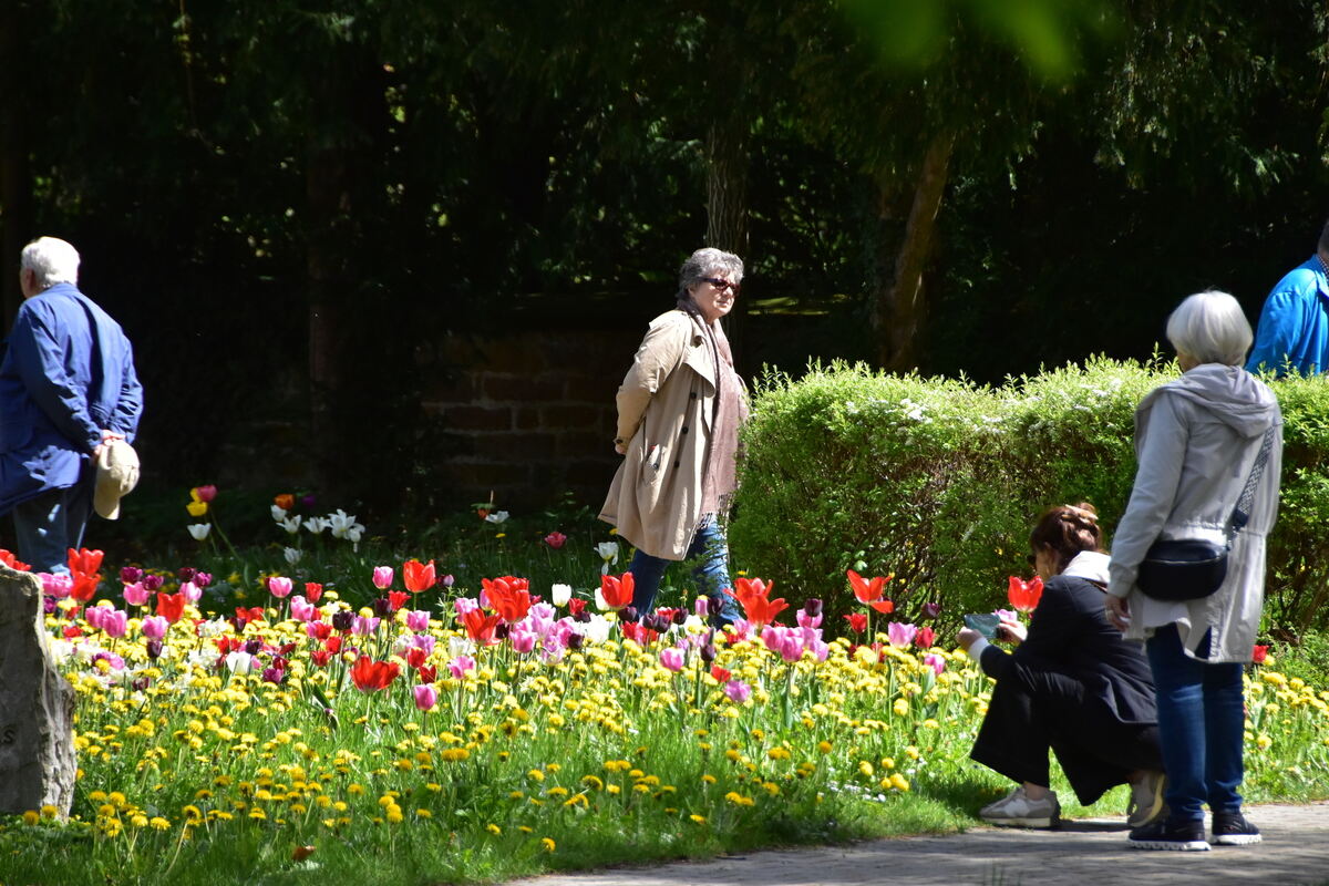 2te Tulpenblüte  FOTOJÜRGEN MEYER 27 4 25_05