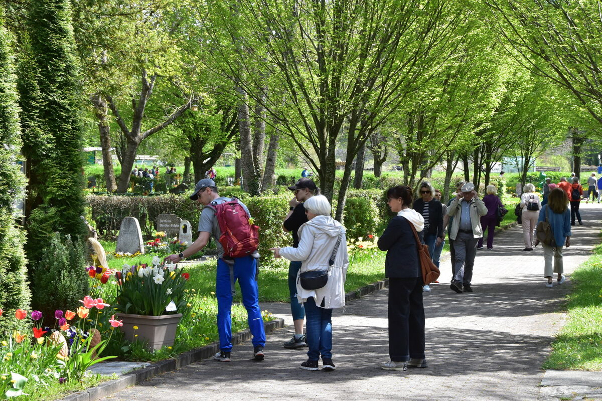 2te Tulpenblüte  FOTOJÜRGEN MEYER 27 4 25_06