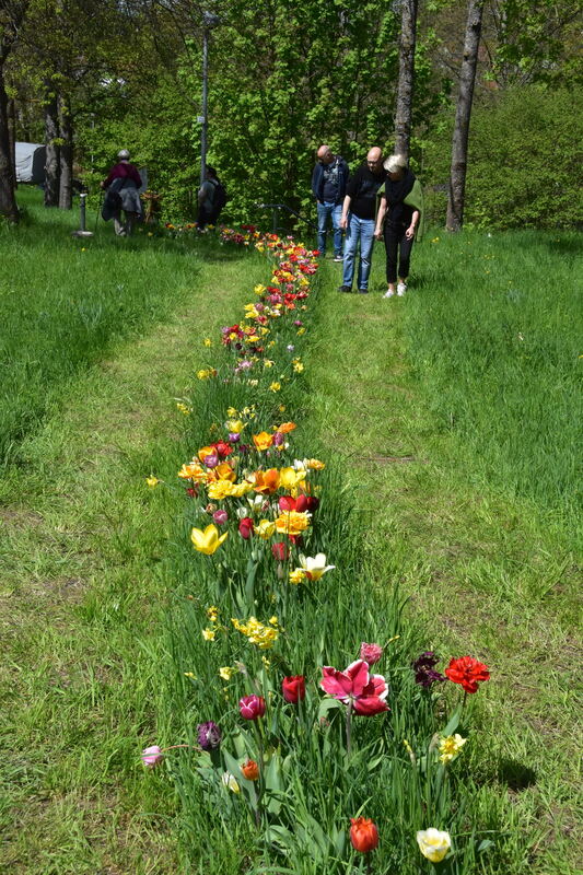 2te Tulpenblüte  FOTOJÜRGEN MEYER 27 4 25_08