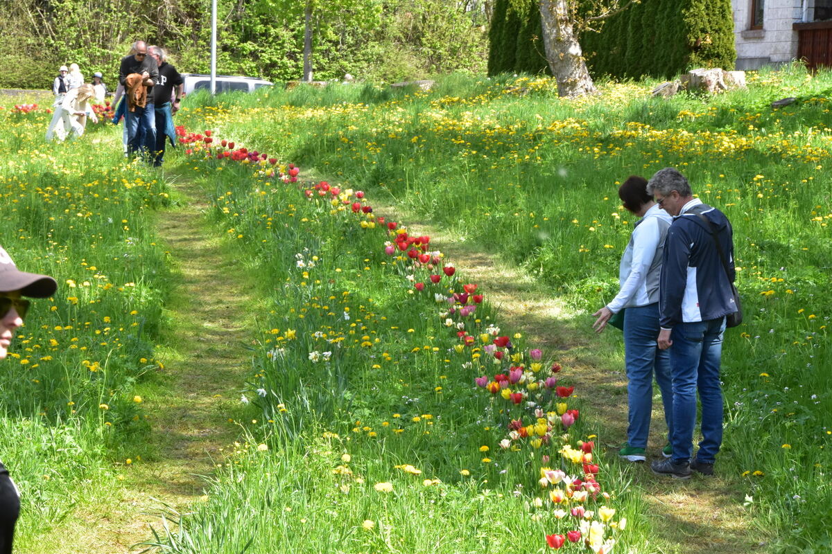 2te Tulpenblüte  FOTOJÜRGEN MEYER 27 4 25_09