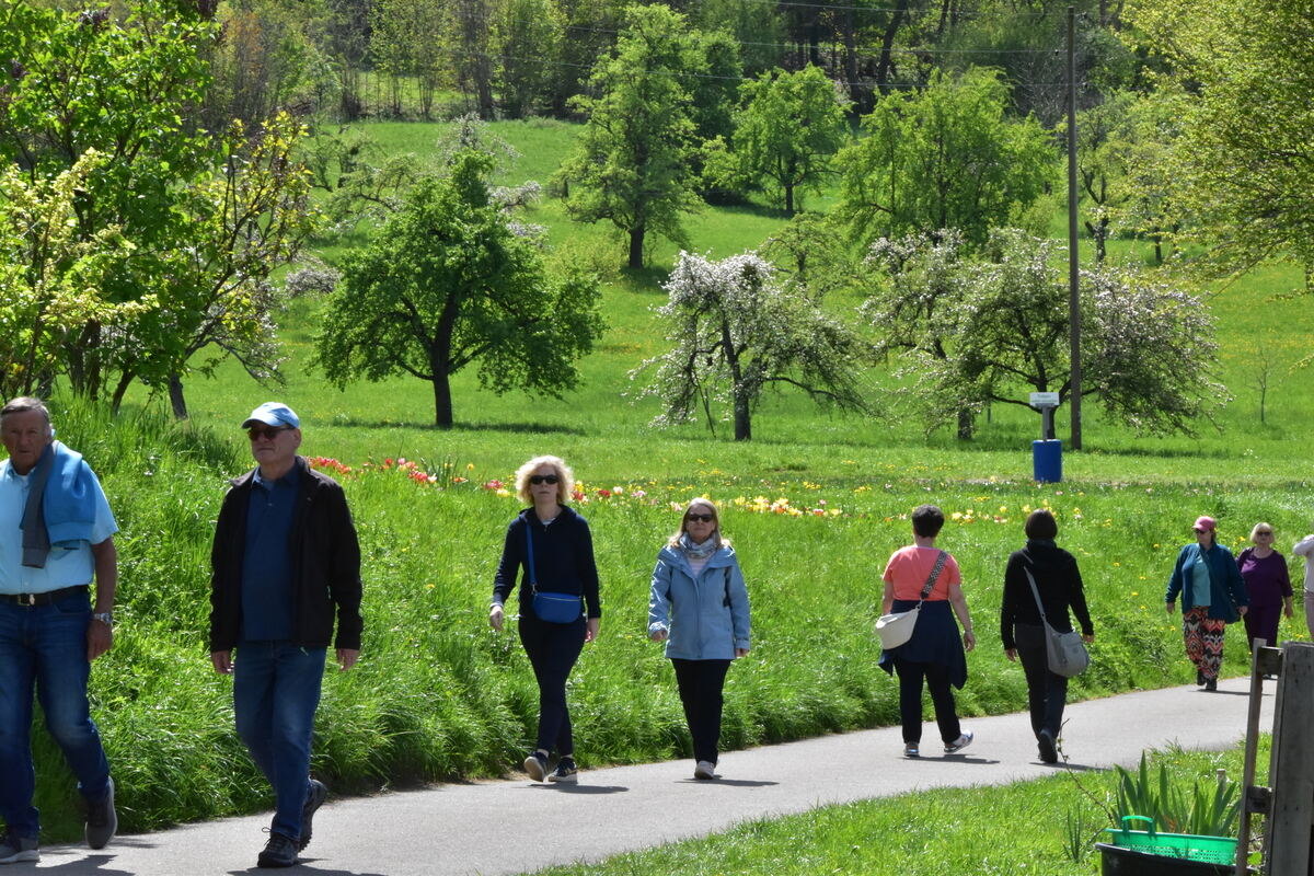 2te Tulpenblüte  FOTOJÜRGEN MEYER 27 4 25_10