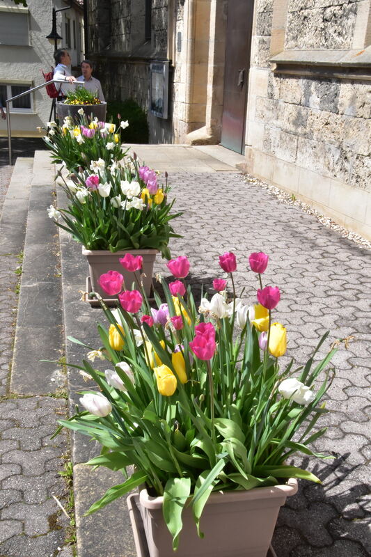 2te Tulpenblüte  FOTOJÜRGEN MEYER 27 4 25_12