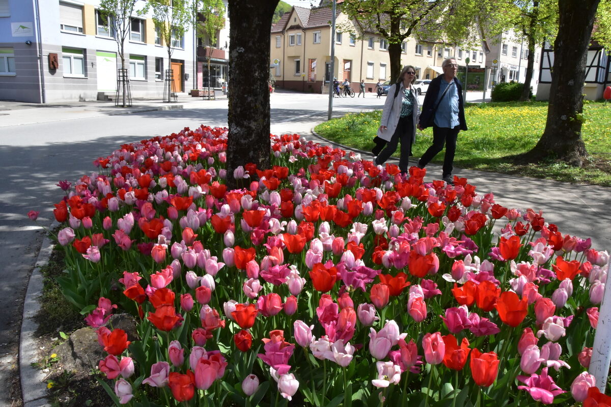 2te Tulpenblüte  FOTOJÜRGEN MEYER 27 4 25_13