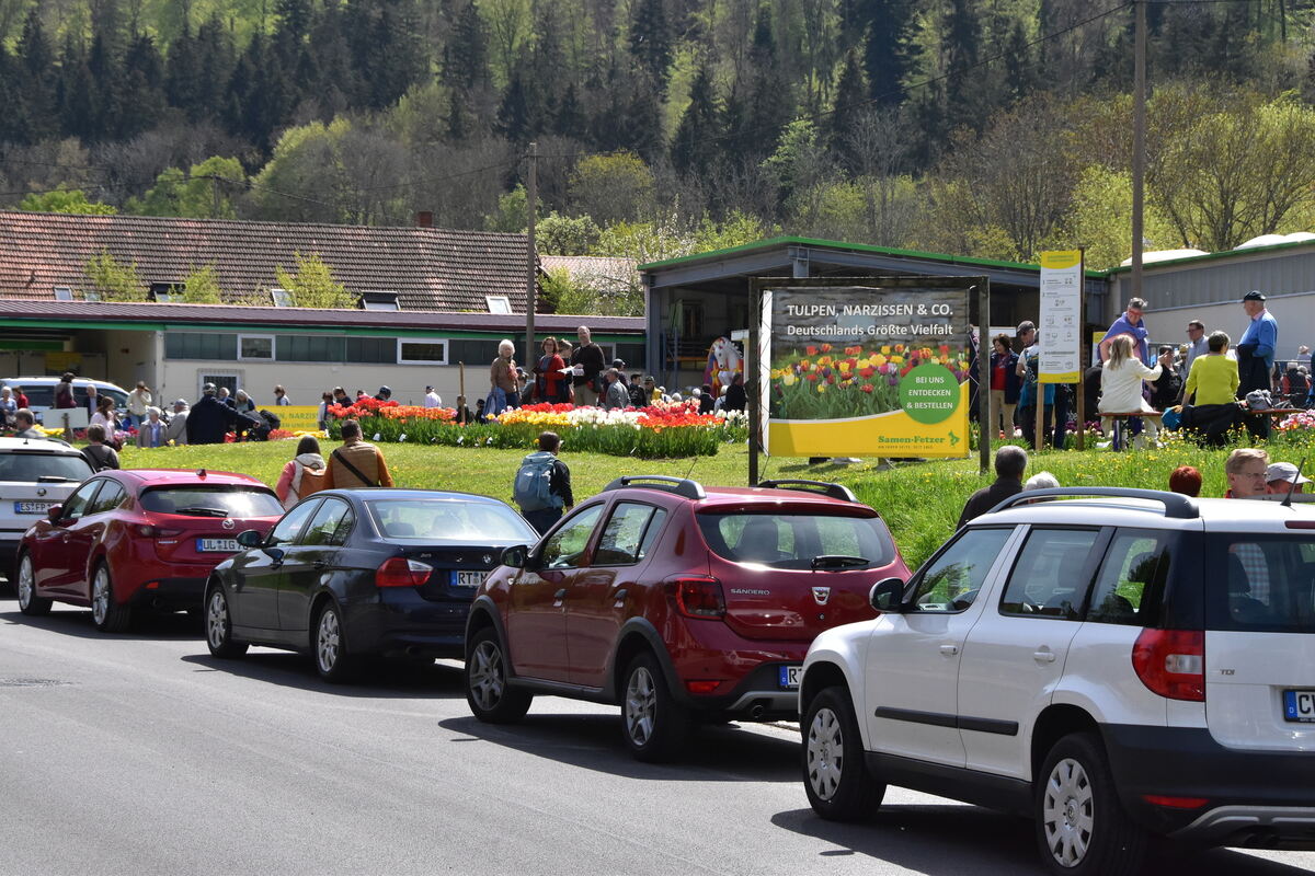 2te Tulpenblüte  FOTOJÜRGEN MEYER 27 4 25_15