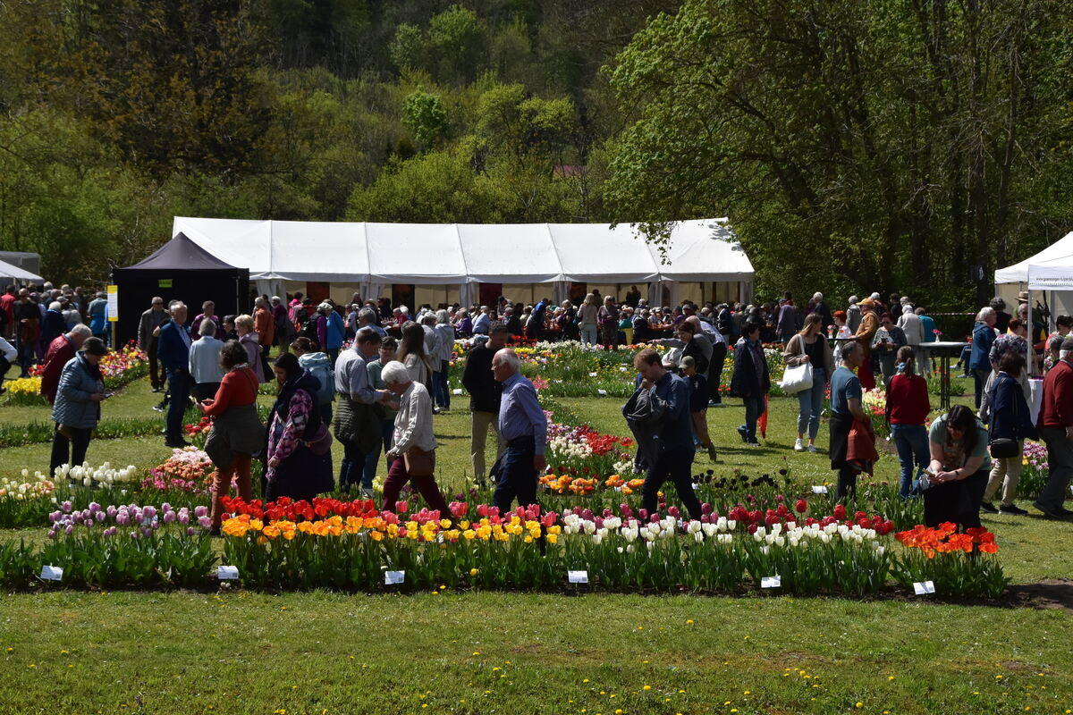 2te Tulpenblüte  FOTOJÜRGEN MEYER 27 4 25_16