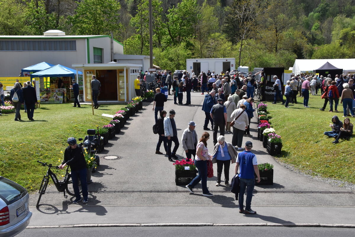 2te Tulpenblüte  FOTOJÜRGEN MEYER 27 4 25_18