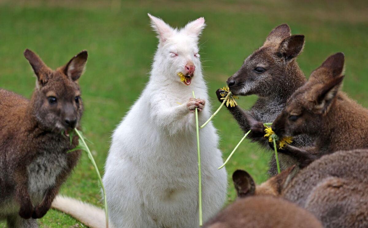 Albino-Känguru Abigail feiert Geburtstag