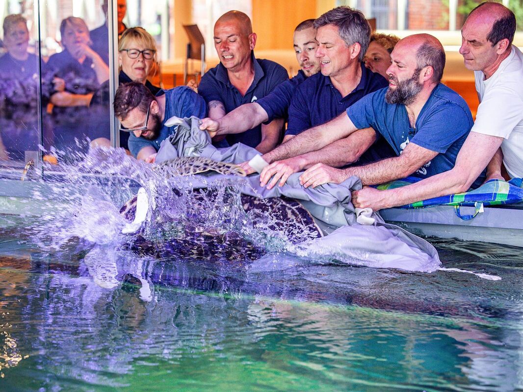 Meeresschildkröten zurück im Meeresmuseum Meeresschildkröten zurück im Meeresmuseum