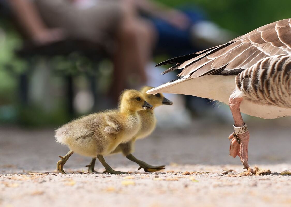 Gänsenachwuchs an der Alster Gänsenachwuchs an der Alster