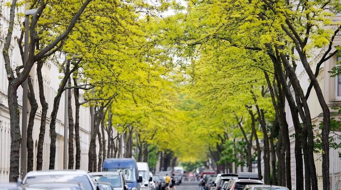 Gleditschien-Bäume sorgen in Innenstädten für Grün Gleditschien-Bäume sorgen in Innenstädten für Grün