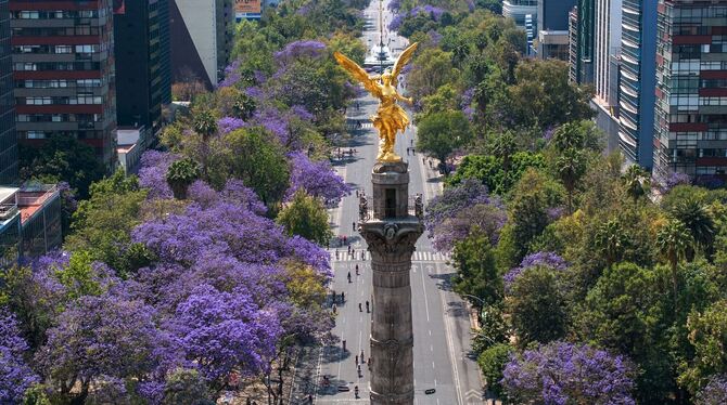 Jacaranda-Blüte in Mexiko-Stadt Jacaranda-Blüte in Mexiko-Stadt