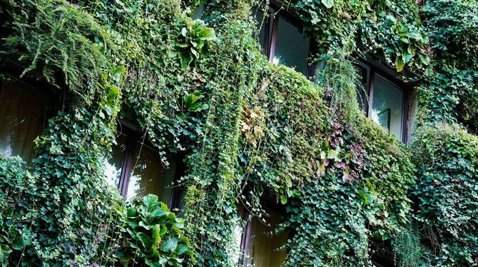 Architekturpreis für begrünte Fassade in Mannheim Architekturpreis für begrünte Fassade in Mannheim