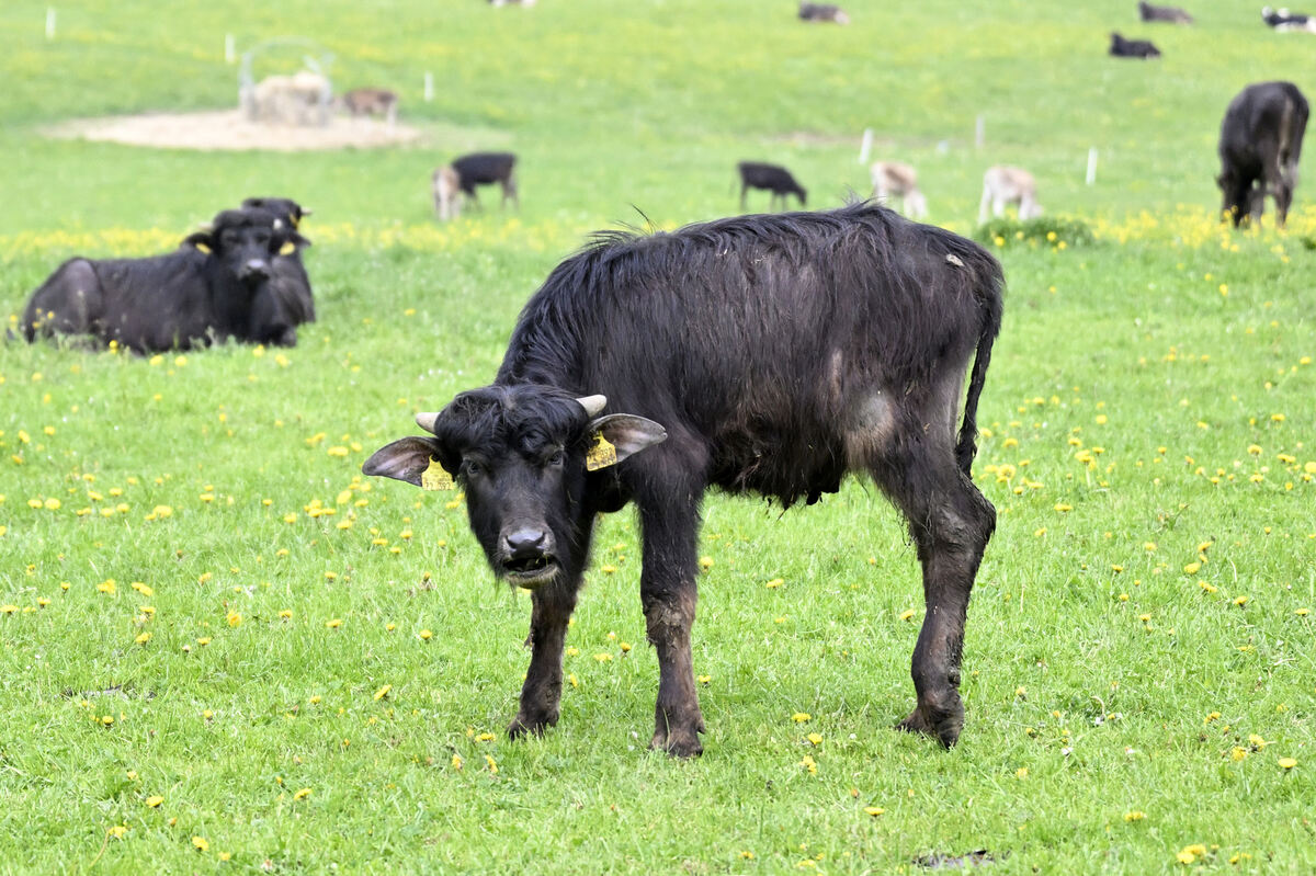 kretschmann_albtour_pieth_43