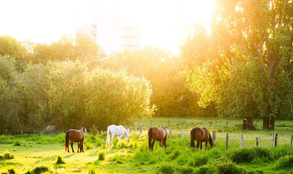 Sonnenaufgang in der Leinemasch