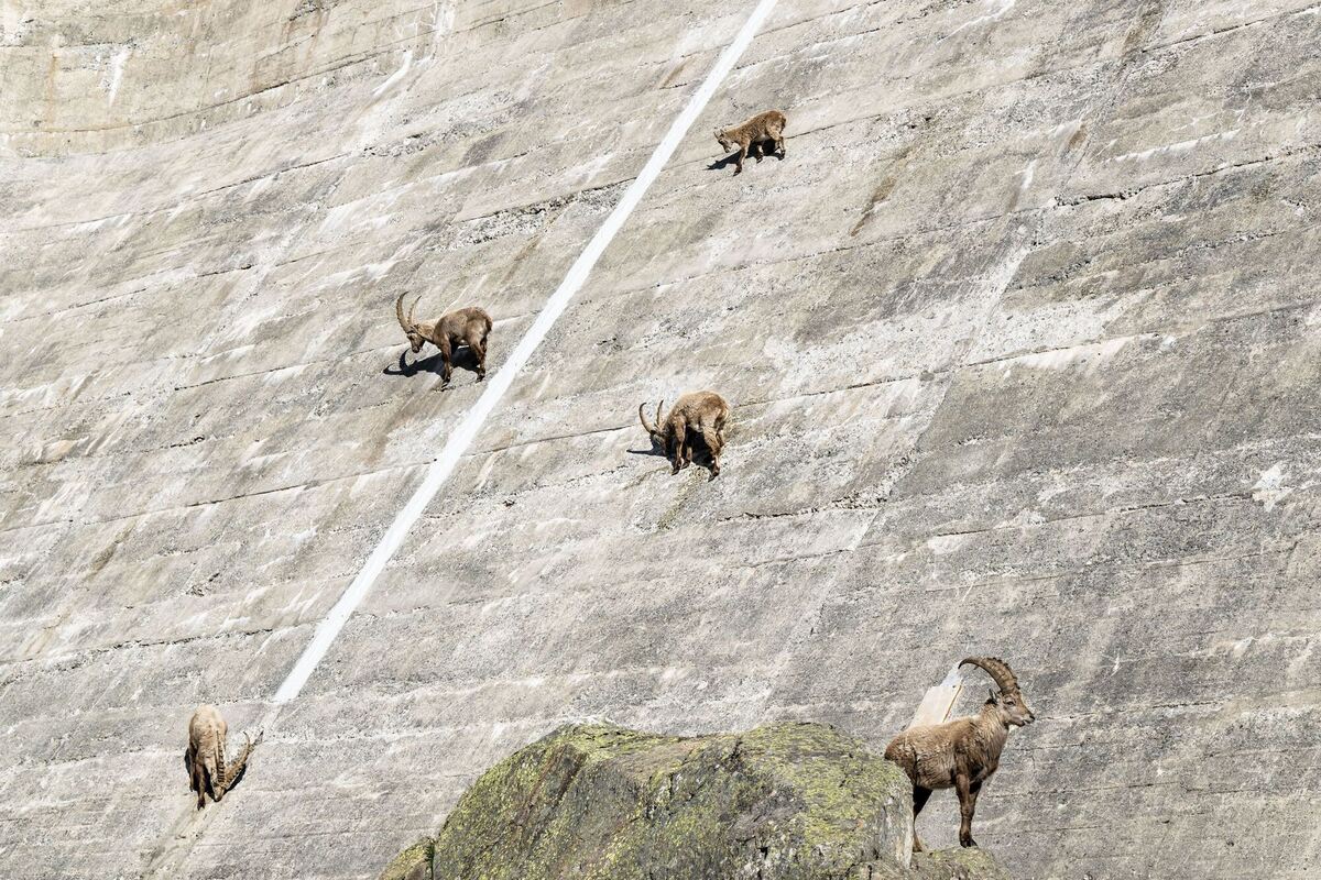 Steinböcke auf dem Salanfe Staudamm Steinböcke auf dem Salanfe Staudamm