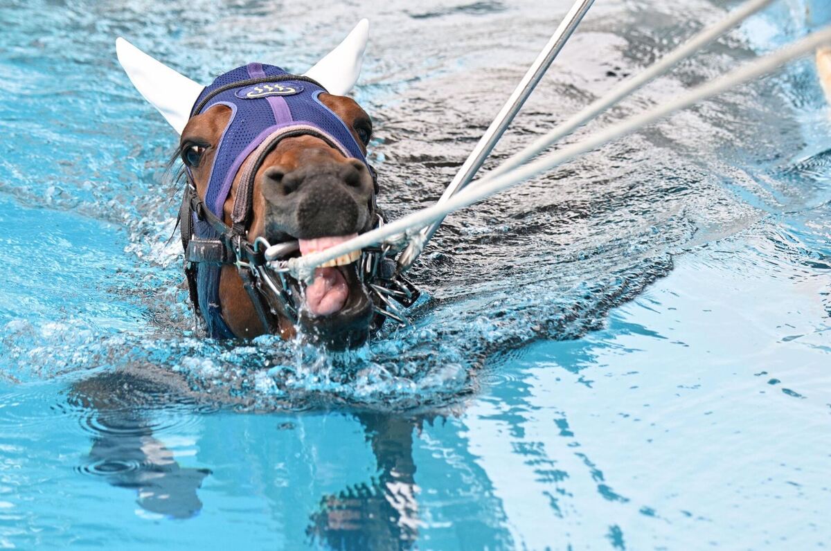 Rehabilitation von verletzten Rennpferden