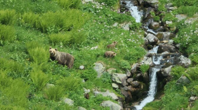 Freilebende Bären in der Slowakei