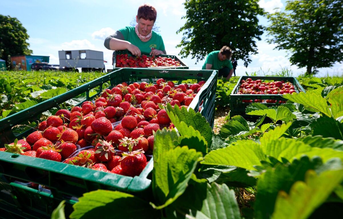 Start in die Erdbeersaison - Sachsen Start in die Erdbeersaison - Sachsen