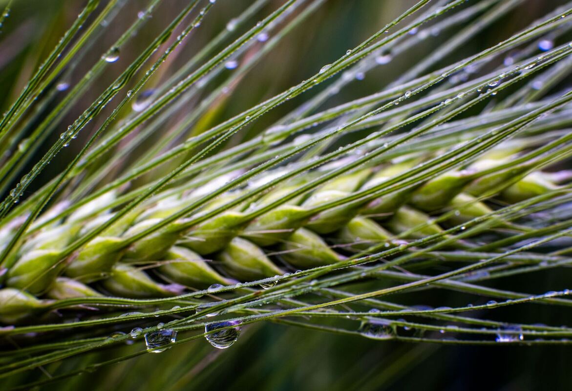 Regenwetter in Norddeutschland Regenwetter in Norddeutschland