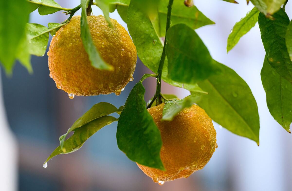 Regen in Sachsen Regen in Sachsen