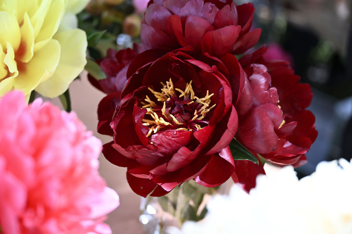 gardenlife_29_05_25_pieth_online_2