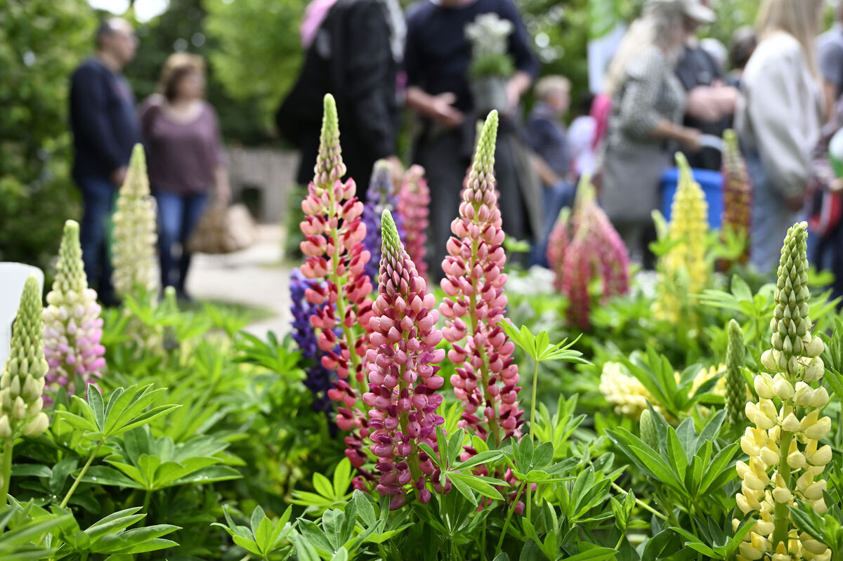 gardenlife_29_05_25_pieth_online_4